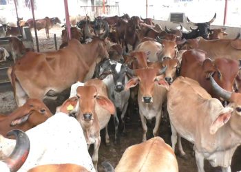 જામનગરના અગાઉના લમ્પી રોગચાળાનું વૈજ્ઞાનિક સંશોધન પૂર્ણ..