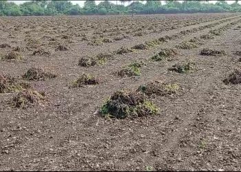 વરસાદથી ખેતીને નુકસાન : આજની કેબિનેટ બેઠકમાં શું ચર્ચાઓ થશે…