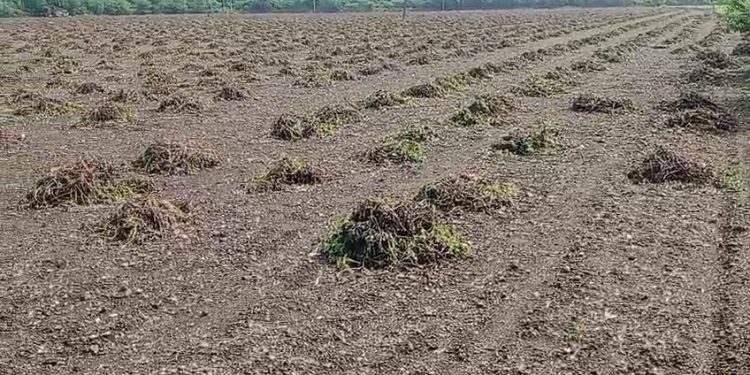 વરસાદથી ખેતીને નુકસાન : આજની કેબિનેટ બેઠકમાં શું ચર્ચાઓ થશે…