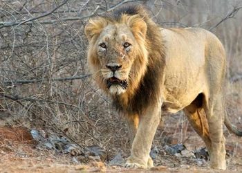 બરડા ડુંગરમાં નવું લાયન સફારી :તડામાર તૈયારીઓ…