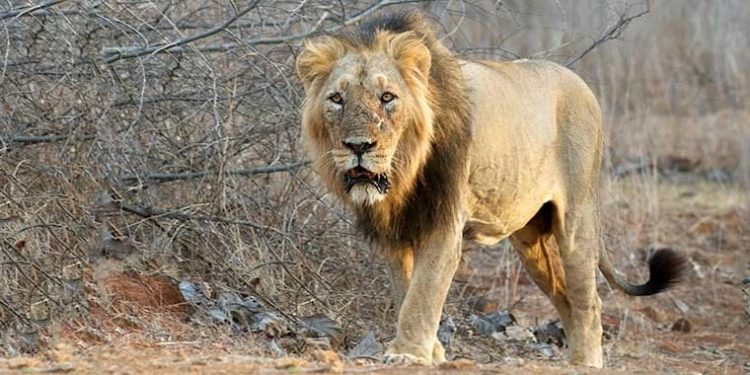 બરડા ડુંગરમાં નવું લાયન સફારી :તડામાર તૈયારીઓ…