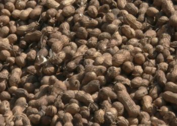 પહેલા કોળીયે જ માખી, જામનગર અને લાલપુરમાં આજથી ટેકાના ભાવે શરુ ના થઇ ખરીદી…!!!