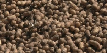 પહેલા કોળીયે જ માખી, જામનગર અને લાલપુરમાં આજથી ટેકાના ભાવે શરુ ના થઇ ખરીદી…!!!