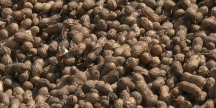 પહેલા કોળીયે જ માખી, જામનગર અને લાલપુરમાં આજથી ટેકાના ભાવે શરુ ના થઇ ખરીદી…!!!