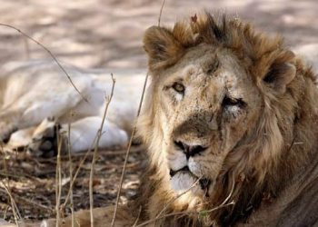 રાજ્યમાં પ્રાણીઓ અને પક્ષીઓની થઇ વસ્તી ગણતરી, જાહેર થયેલ આંકડાઓ કઈક આ પ્રકારે છે જુઓ