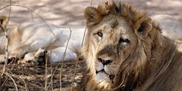 રાજ્યમાં પ્રાણીઓ અને પક્ષીઓની થઇ વસ્તી ગણતરી, જાહેર થયેલ આંકડાઓ કઈક આ પ્રકારે છે જુઓ