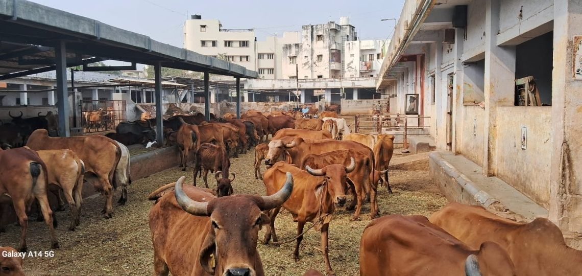 1100 ગાયોના નિભાવ કરતી પાંજરાપોળને મકર સંક્રાંતિના પર્વે દાન આપવા આગળ આવો…