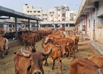 1100 ગાયોના નિભાવ કરતી પાંજરાપોળને મકર સંક્રાંતિના પર્વે દાન આપવા આગળ આવો…