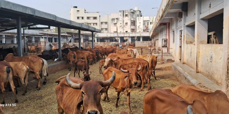 1100 ગાયોના નિભાવ કરતી પાંજરાપોળને મકર સંક્રાંતિના પર્વે દાન આપવા આગળ આવો…