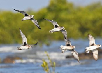 દેશમાં સૌ પ્રથમવાર જામનગર ખાતે આવતીકાલથી ત્રણ દિવસ ‘દરિયાકાંઠાના- કિચડીયા પક્ષી’ ગણતરી-સેન્સસ યોજાશે