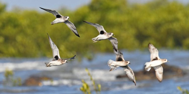 દેશમાં સૌ પ્રથમવાર જામનગર ખાતે આવતીકાલથી ત્રણ દિવસ ‘દરિયાકાંઠાના- કિચડીયા પક્ષી’ ગણતરી-સેન્સસ યોજાશે