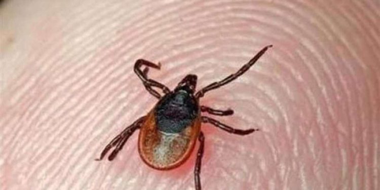 જામનગરમાં કોંગો ફીવરનો કેસ: આધેડનો ભોગ લેવાઈ ગયો…