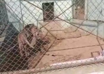 ગીર પછી હવે બરડામાં પણ, સિંહોની પજવણી શરૂ થઈ !