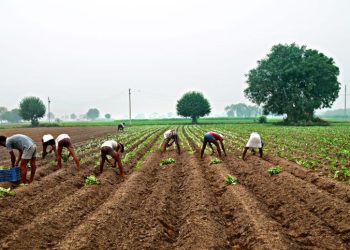 છેલ્લા 5 વર્ષમાં ખેડૂતોને કેટલી ચૂકવાઈ સહાય..? કૃષિમંત્રી રાઘવજી પટેલે વિધાનસભામાં આપ્યો જવાબ