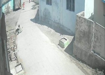 જામનગરમાં લોકોને ફાડી ખાતા કૂતરાઓનો ત્રાસ 50 ટકા વધી ગયો…