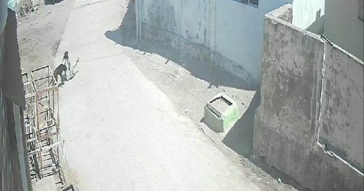 જામનગરમાં લોકોને ફાડી ખાતા કૂતરાઓનો ત્રાસ 50 ટકા વધી ગયો…