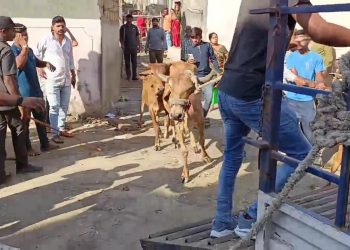 દેર આયે, દુરસ્ત આયે: જામનગરમાં કેટલ પોલિસીનો અમલ…