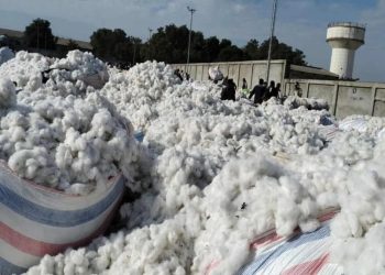 ટેકાના ભાવે કપાસ ખરીદી: રોકડાને બદલે ‘લાંચ’ તરીકે કપાસ…!!