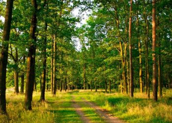 વન-જંગલનો ભોગ લઈ ‘વિકાસ’ કરવામાં ગુજરાત આગળ…