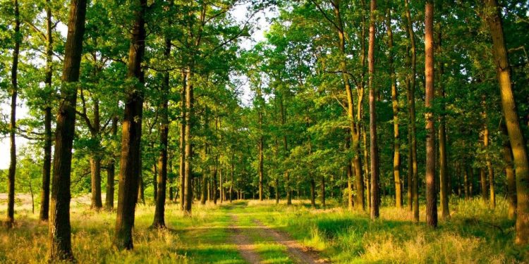 વન-જંગલનો ભોગ લઈ ‘વિકાસ’ કરવામાં ગુજરાત આગળ…