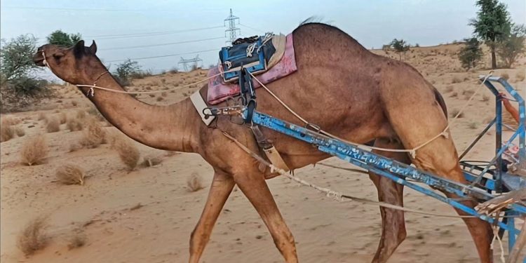 જબરૂં જામનગર: ઉંટગાડીના રેસનો જૂગાર પણ રમાય છે !!