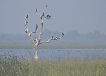  ‘વિશ્વ સ્થળાંતર-યાયાવર પક્ષી’ દિવસ: ખીજડીયા પક્ષી અભયારણ્યમાં સૌથી વધુ 291 પ્રજાતિઓના 5.3 લાખ સ્થળાંતરીત પક્ષીઓ નોંધાયા