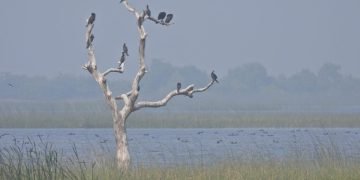  ‘વિશ્વ સ્થળાંતર-યાયાવર પક્ષી’ દિવસ: ખીજડીયા પક્ષી અભયારણ્યમાં સૌથી વધુ 291 પ્રજાતિઓના 5.3 લાખ સ્થળાંતરીત પક્ષીઓ નોંધાયા