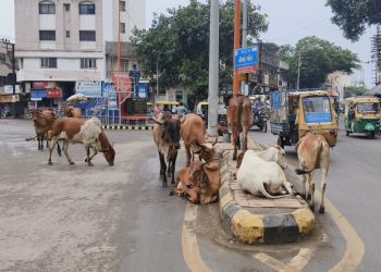 જામનગરના રસ્તાઓ પર પશુઓના ટોળાં જોવા મળે છે, પણ…