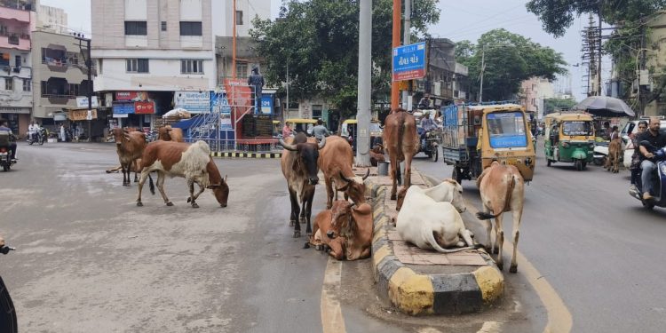 જામનગરના રસ્તાઓ પર પશુઓના ટોળાં જોવા મળે છે, પણ…