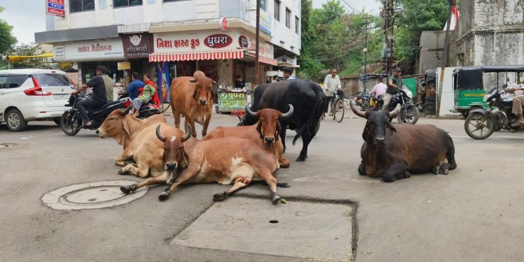 ઠેરના ઠેર : જામનગરમાં પશુ નિયંત્રણ પોલિસીના અમલની વાત..
