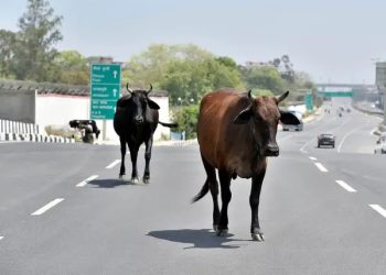 બાઈક પર જઈ રહેલા માતા-પુત્રને ઢોર આડે આવતા નડ્યો અકસ્માત