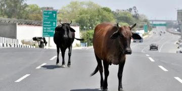 બાઈક પર જઈ રહેલા માતા-પુત્રને ઢોર આડે આવતા નડ્યો અકસ્માત