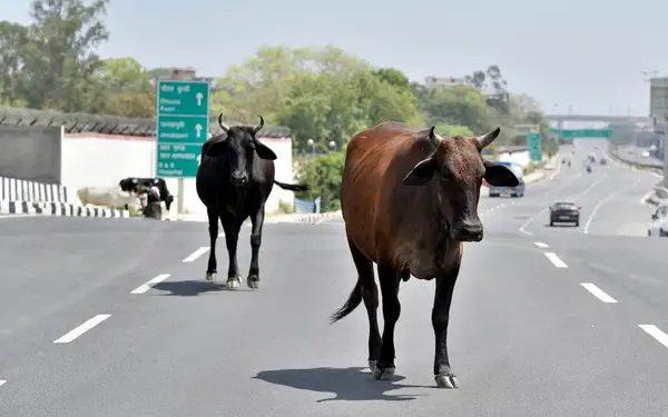 બાઈક પર જઈ રહેલા માતા-પુત્રને ઢોર આડે આવતા નડ્યો અકસ્માત