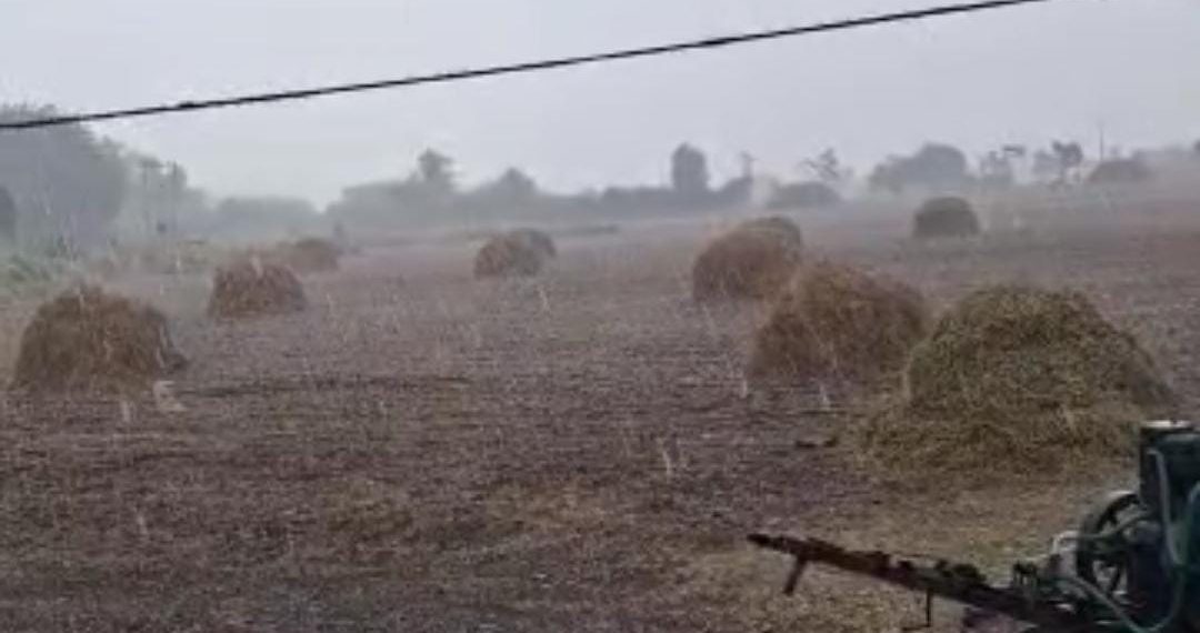 કારતકમાં અષાઢી રૂપ ધારણ કરતું આકાશ : ધોવાઈ ગયા ખેડૂતો..