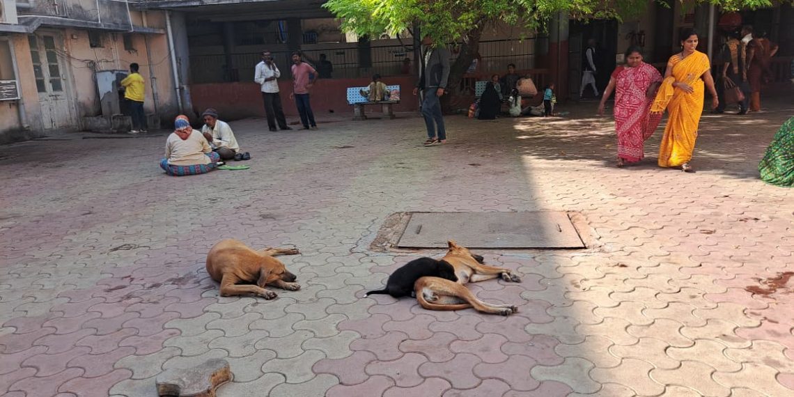 જામનગરની શાળા-કોલેજો અને હોસ્પિટલમાં હવે ગાય-કૂતરાં નહીં ઘૂસે..