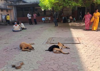 જામનગરની શાળા-કોલેજો અને હોસ્પિટલમાં હવે ગાય-કૂતરાં નહીં ઘૂસે..