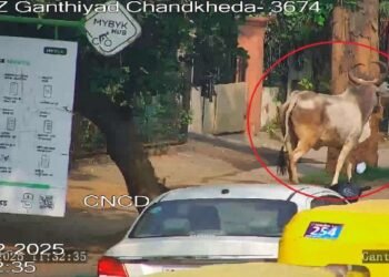 AI ટેકનોલોજિ : રસ્તા પર રખડતી ગાય કોની છે, એ ખબર પડી જશે..