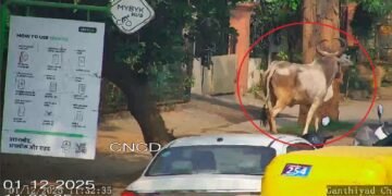 AI ટેકનોલોજિ : રસ્તા પર રખડતી ગાય કોની છે, એ ખબર પડી જશે..