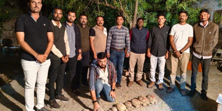 1 કાચબો રૂ. 5-7 લાખનો, 12 કાચબા ઝડપાઈ ગયા..!